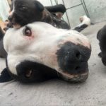 Dirección, horario, teléfono y opiniones de Outlet Autopartes en Querétaro